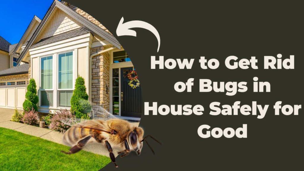 How to Get Rid of bed bugs in House