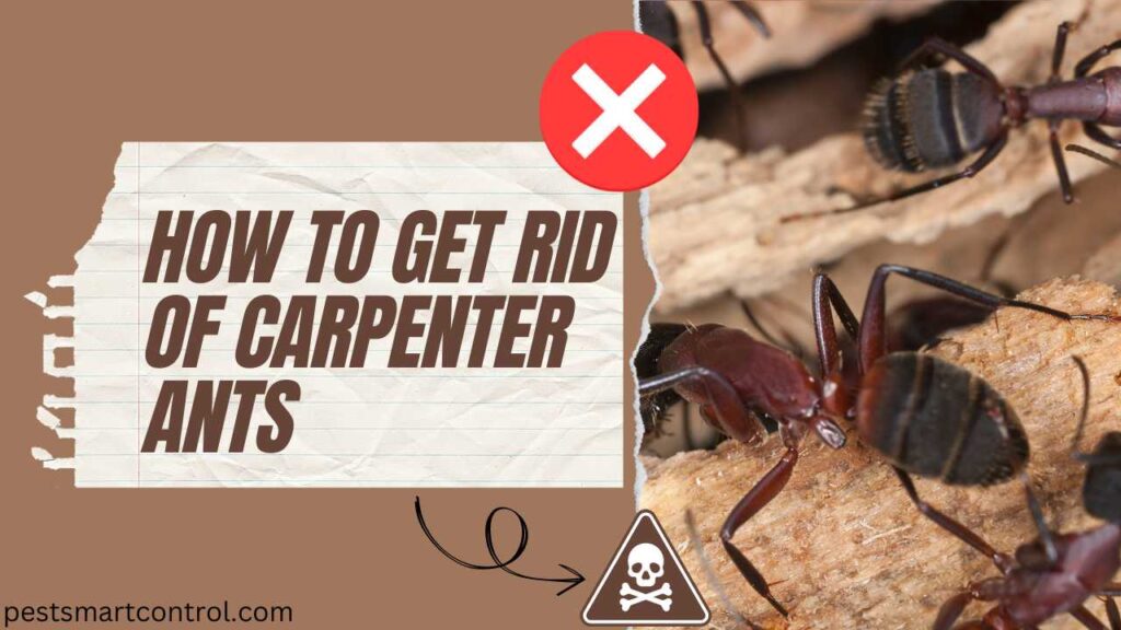 How to Get rid of Carpenter ants