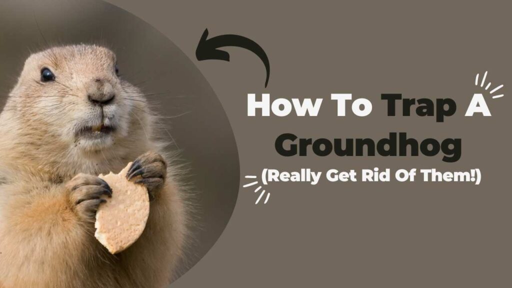 How to a Trap groundhog